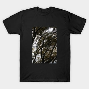 tree shadows T-Shirt